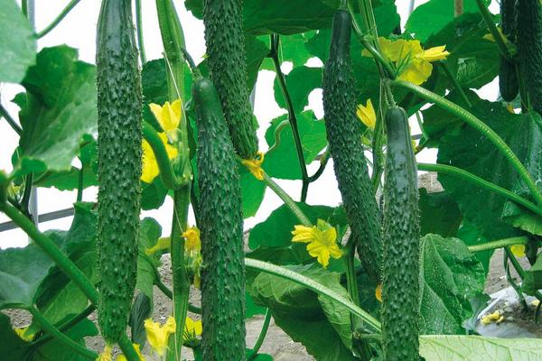 What are the vegetables suitable for summer planting?